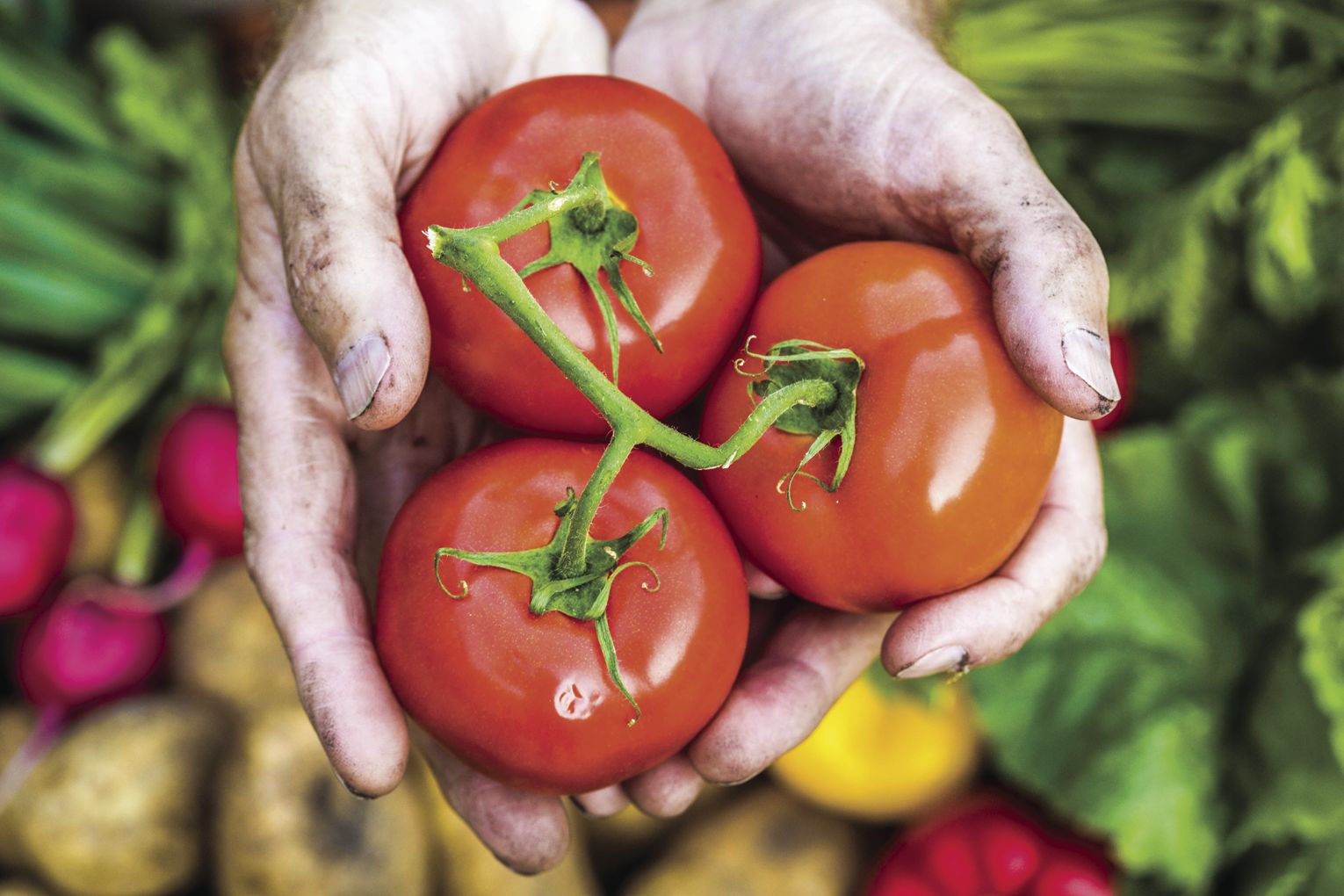 Garden stock image
